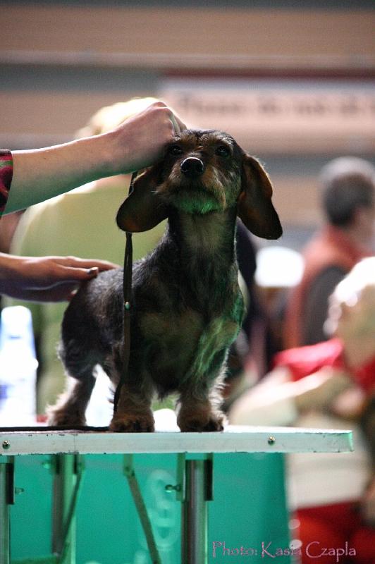 Crufts2011_2 886.jpg